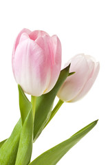 Pink tulips closeup isolated