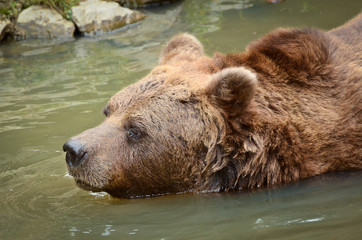 Fototapeta na wymiar Bear Swimming