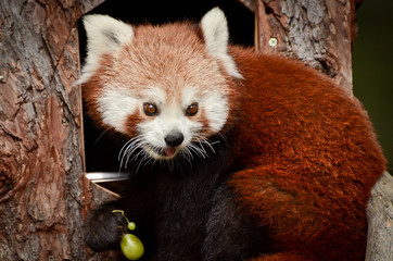Fototapeta premium Red Panda