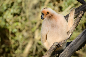 Fototapeta premium Gibbon