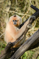 Gibbon