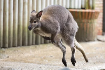 Abwaschbare Fototapete Känguru kangaroo while jumping