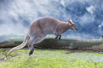 kangoeroe tijdens het springen op de bewolkte hemelachtergrond