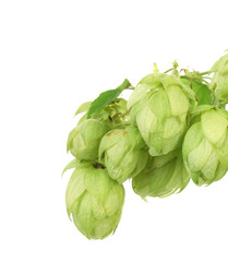 Pile of green hop cones.