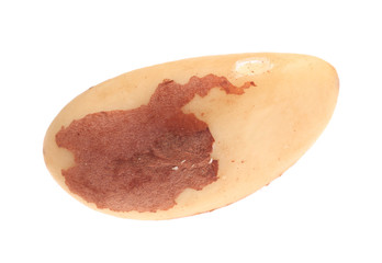Studio shot of brazil nut.