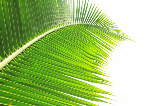 Green coconut leaf isolated on white background