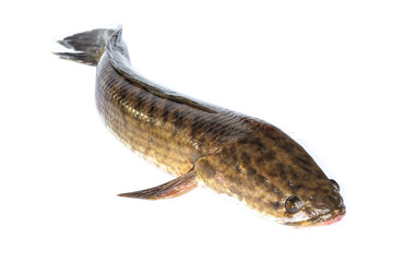 Giant snakehead fish