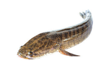 Fototapeta premium Giant snakehead fish