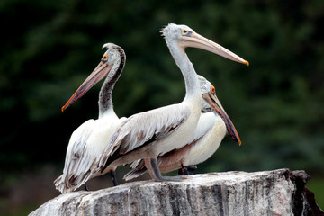 Pelicans on rock