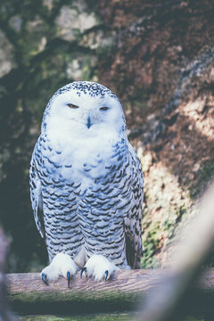 Hibou harfang des neiges