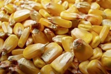 Corn background