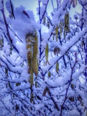 verschneiter Strauch