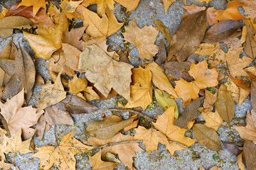 Autumn