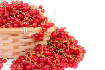 Harvested red currant