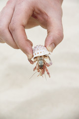 Hand holding crab