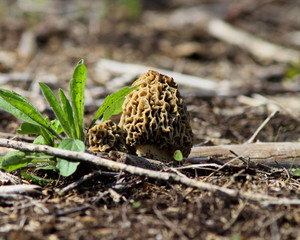 Morel Mushroom