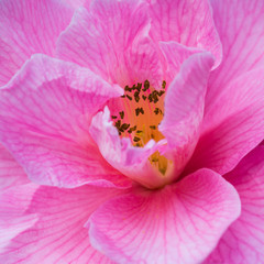 Fototapeta na wymiar One Camellia