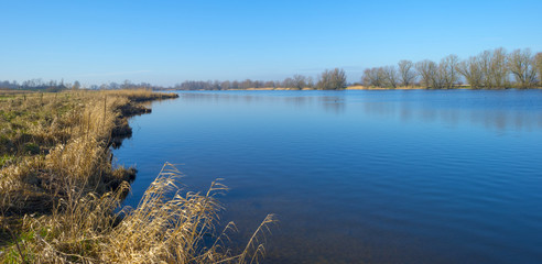 Grass and reed on the shore of a river