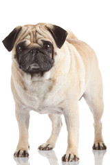 Fototapeta premium pug dog isolated on a white background