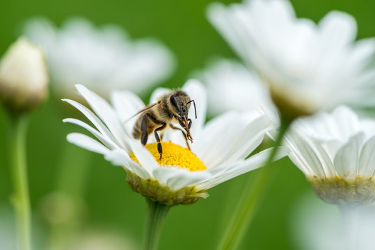Honeybee on Daisy