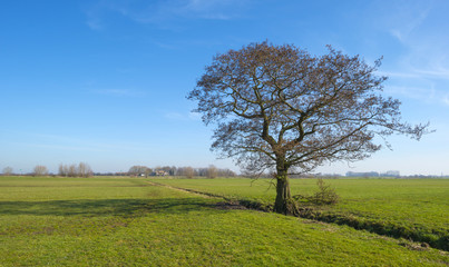 Fototapeta na wymiar Tree in a sunny meadow in winter