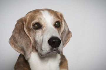Beagleportrait