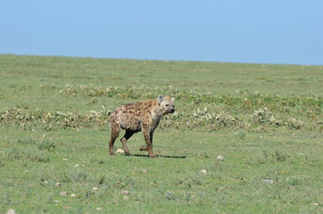 début de la chasse