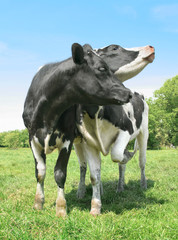 No says the cow girl