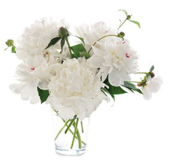 white peony © vnlit