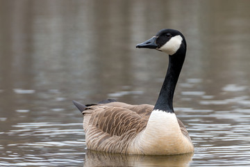 Canada Goose - Branta canadensis