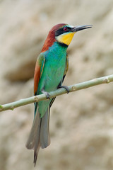 European bee-eater (Merops apiaster) on a branch underside