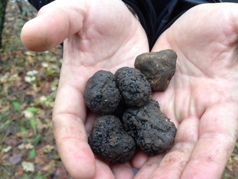 truffles 