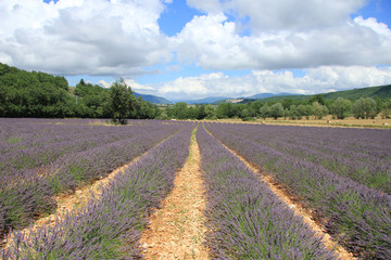 Obraz na płótnie Canvas Lavender fields near Sault, France