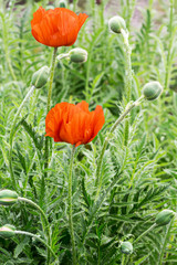 Field of poppies