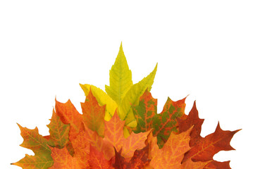 Colorful Autumn maple leaves.