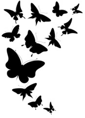 butterflies design