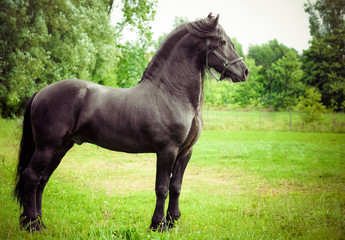 Friesian horse