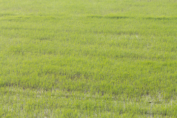 Paddy rice - Rice field