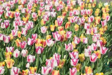 Arrangement of multiple colored tulips in a bright sunny day in