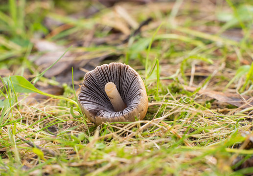 Cap Of Coprinellus  Icaceus Mushroom