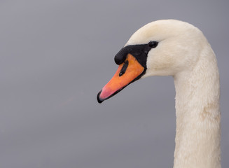 Obraz premium Close-up of a mute swan
