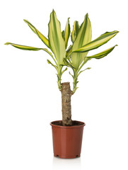 Obraz premium Home plant Dracaena Massangeana on white background
