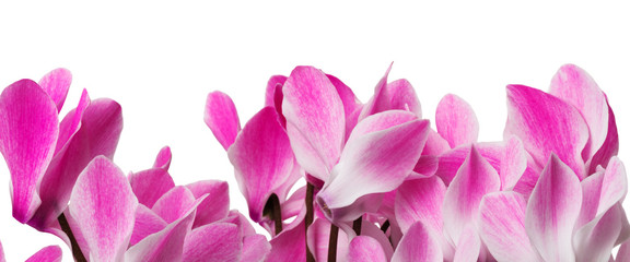 cyclamen flower on a white background