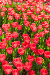 Row of red tulips in a bright sunny day in The Netherlands