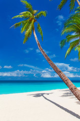tropical sand beach with palm trees, summer vacation vertical ph