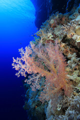 Naklejka na ściany i meble Piękny miękki koral w tropikalnej rafy Morza Czerwonego