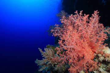 Fototapeta na wymiar Miękki koral w tropikalnej rafy Morza Czerwonego