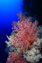 Fototapeta na wymiar Miękki koral w tropikalnej rafy Morza Czerwonego