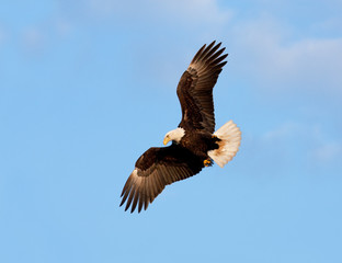 Bald Eagle in Flight. Alaska
