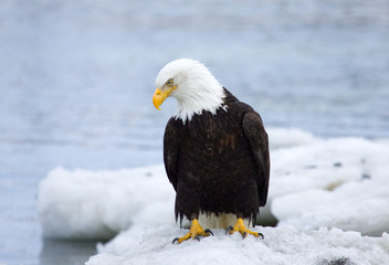 Bald Eagle Sitting on Ice Floats. Alaska